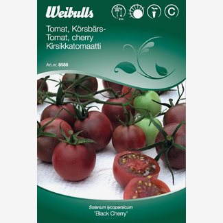 Tomat Black cherry