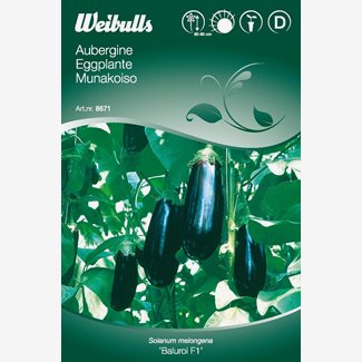 Aubergine, Baluroi F1