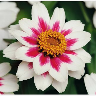 Zinnia, Zahara Starlight rose F1