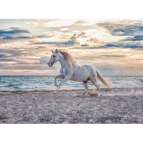 500 bitar - Evening gallop