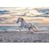 500 bitar - Evening gallop