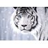 500 bitar - John Rattenbury, Crystal eyes