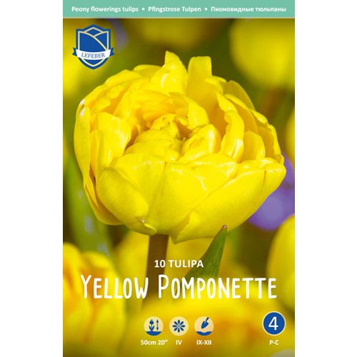 Tulpan, Pion, Yellow pomponette