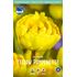 Tulpan, Pion, Yellow pomponette