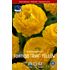 Ranunkel, aviv Yellow