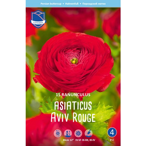 Ranunkel, aviv Rouge