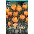 Krokus, botanisk, Olivieri Orange Monarch