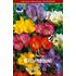 Freesia , enkel