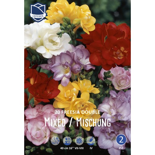 Freesia, dubbel
