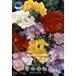 Freesia, dubbel