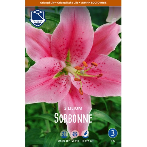 Lilja, orient, Sorbonne