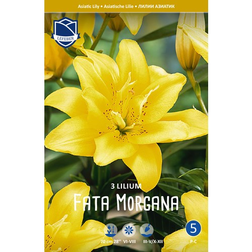 Lilja, Asiat, dubbel, Fata Morgana