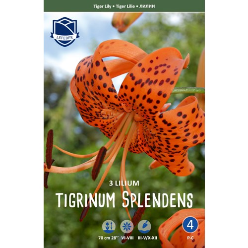Lilja, Tiger, tigrinum Splendens