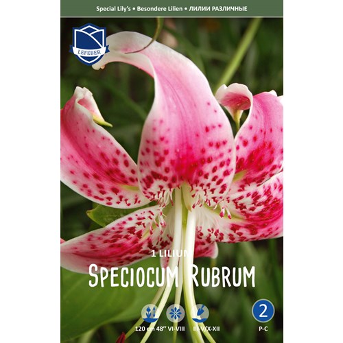 Lilja, Praktlilja Rubrum