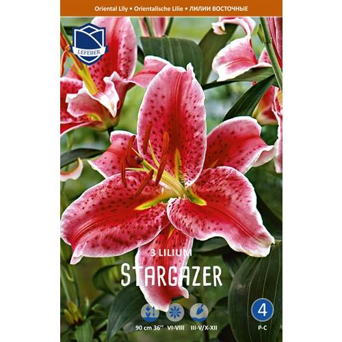 Lilja, orient, Stargazer