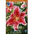 Lilja, orient, Stargazer