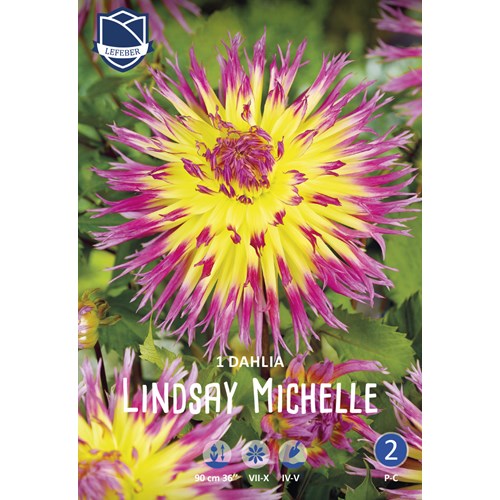 Dahlia, Lindsay Michelle