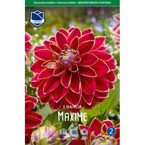 Dahlia, Maxime