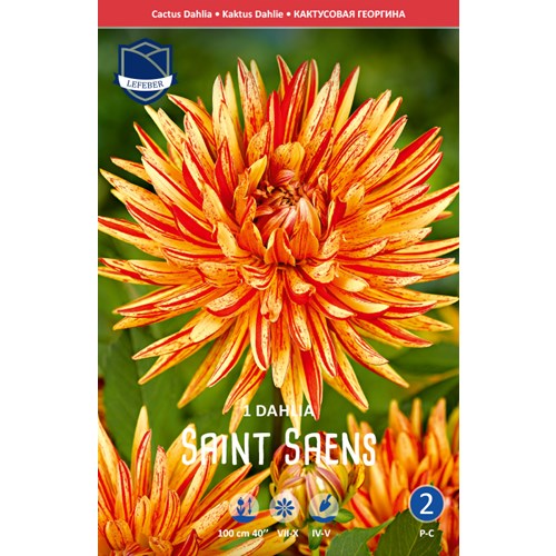 Dahlia, Saint Saens