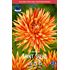 Dahlia, Saint Saens