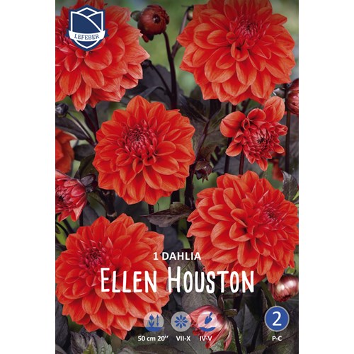 Dahlia, Ellen Houston