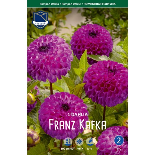 Dahlia, Franz Kafka