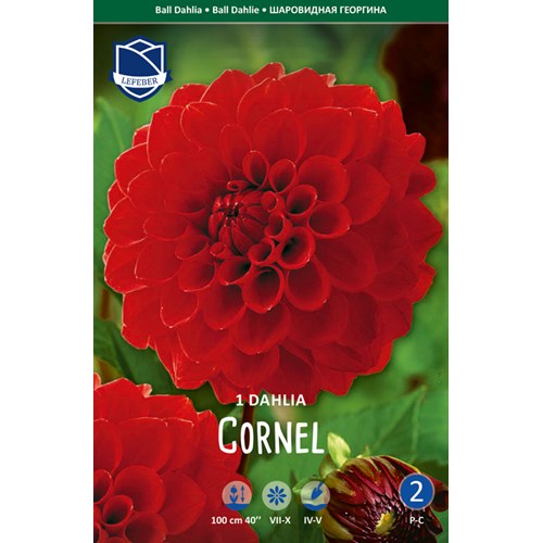 Dahlia, Cornel