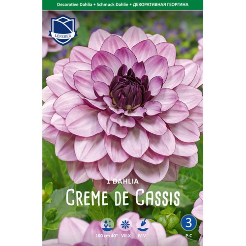 Dahlia, Creme de Cassis