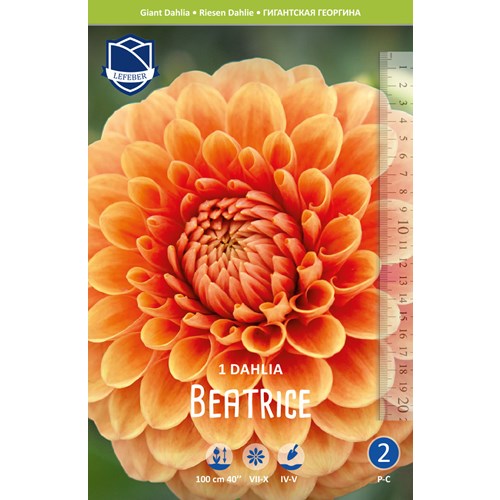 Dahlia, Beatrice