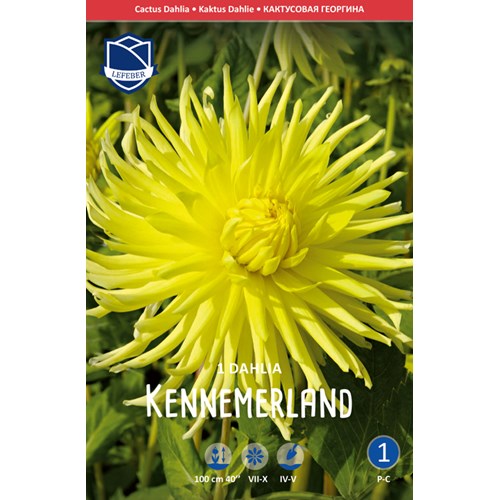 Dahlia, Kennemerland