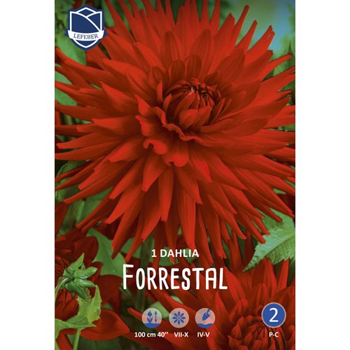 Dahlia, Forrestal