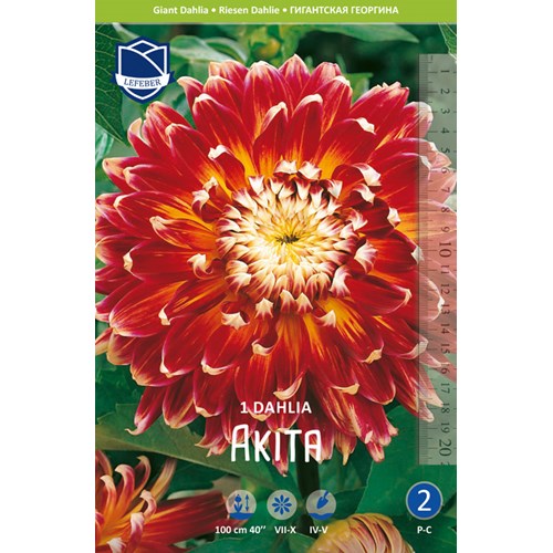 Dahlia, Akita