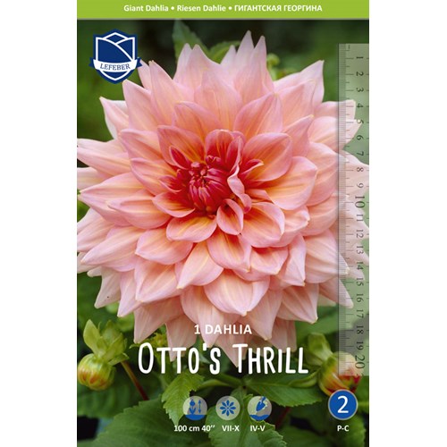Dahlia, Otto´s Thrill
