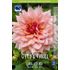 Dahlia, Otto´s Thrill