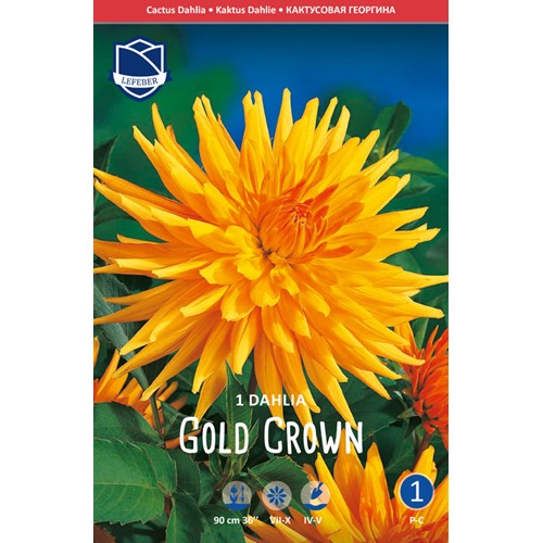 Dahlia, Gold Crown
