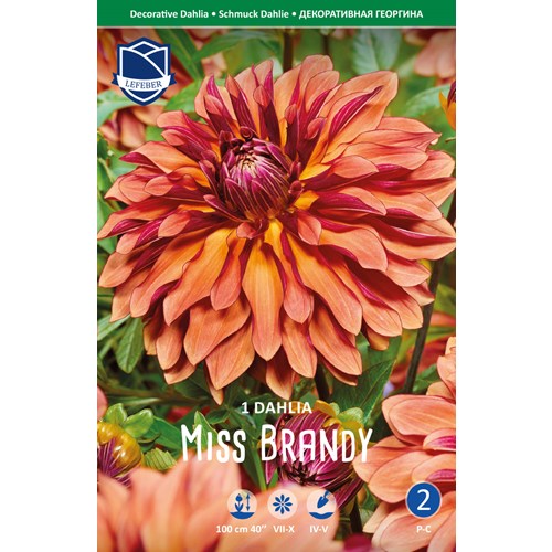 Dahlia, Miss Brandy