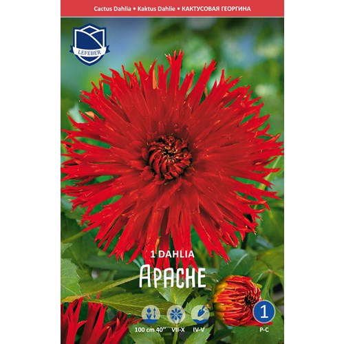 Dahlia, Apache