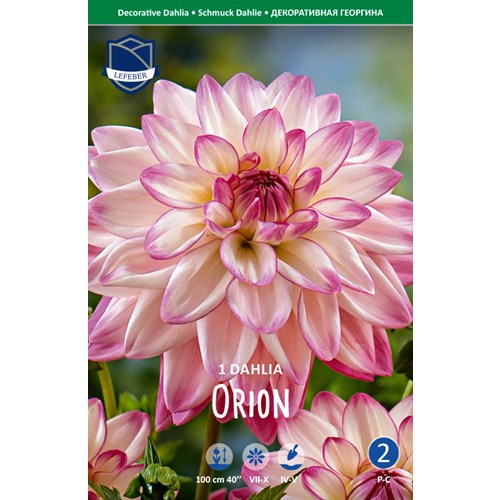 Dahlia, Orion