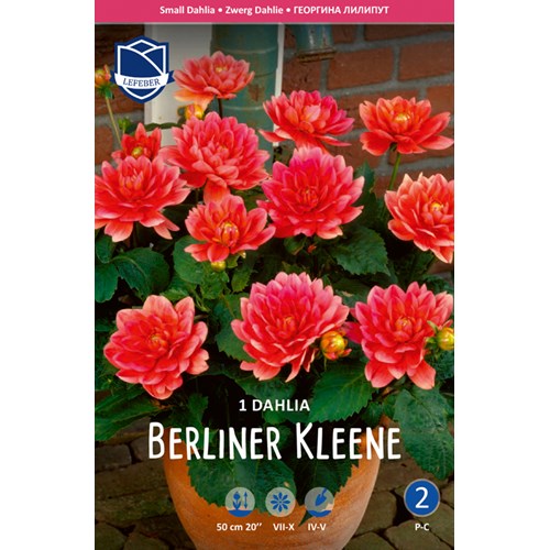 Dahlia, Berliner Kleene