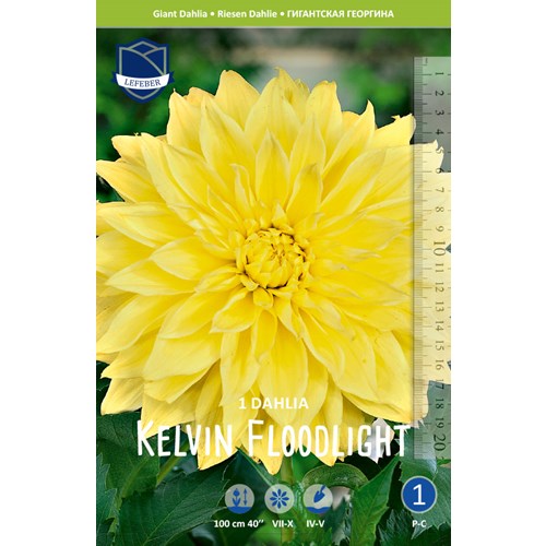 Dahlia, Kelvin Floodlight
