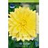 Dahlia, Kelvin Floodlight