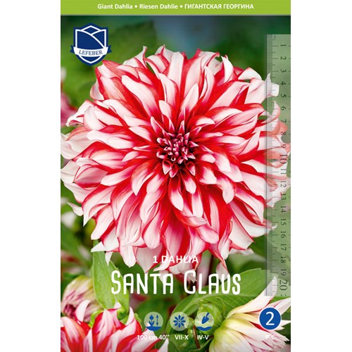 Dahlia, Santa Claus