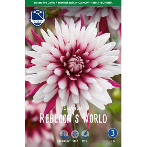 Dahlia, Rebecca´s World