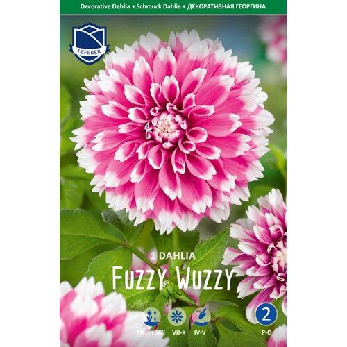 Dahlia, Fuzzy Wuzzy