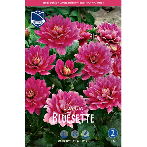 Dahlia, Bluesette
