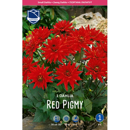 Dahlia, Red Pigmy