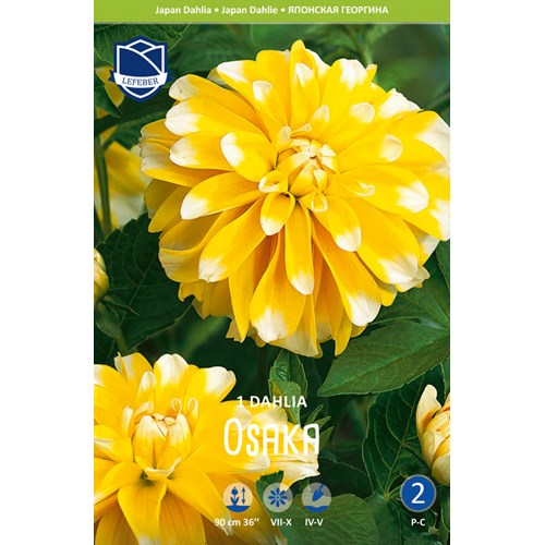 Dahlia, japansk-, Osaka