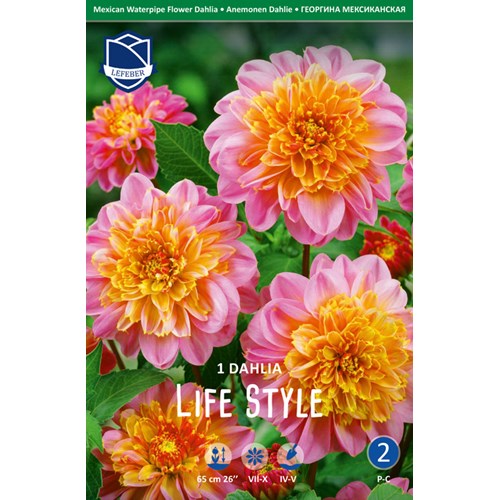 Dahlia, Life Style