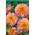 Dahlia, Life Style