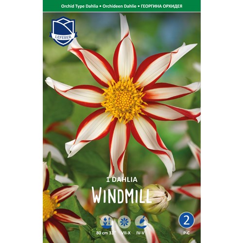 Dahlia, Windmill